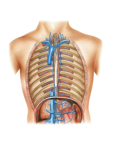 Venous System Of The Torso By Asklepios Medical Atlas