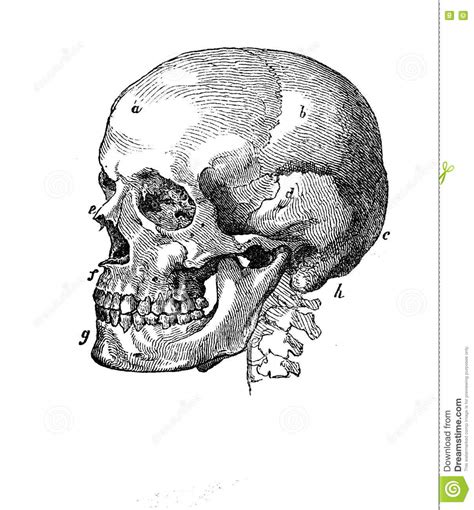 Anatomy, Human Skull Vintage Engraving Stock Illustration ...