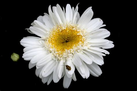 Daisy Lady Bug Flowers Free Nature Pictures By Forestwander Nature