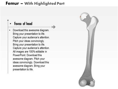 0514 Femur Posterior View Medical Images For Powerpoint Template