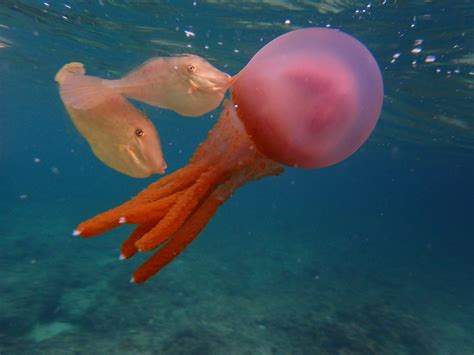 Weird Fish Sucking On A Jellyfish In Romblon Philippines Rwhatsthisfish