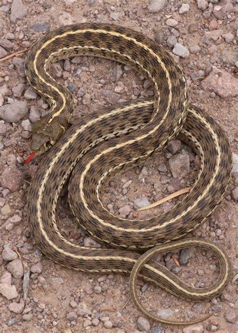 Checkered Garter Snake California Garter Snakes · Inaturalist