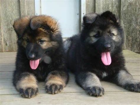 These intelligent canines are known for their jobs as police assistants, search and rescue pups, contraband sniffers, service dogs and more. German Shepherd Puppies AKC for Sale in Vidalia, Georgia ...