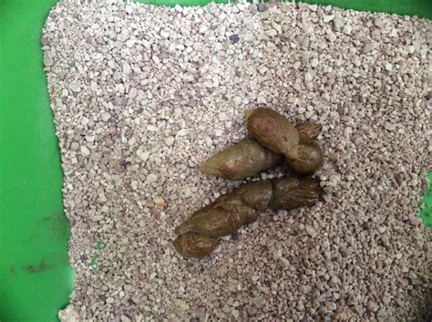 Having cats constantly visiting your garden can be very frustrating, fortunately there are many ways you can deter or even prevent cats from entering also read: Green Poop In Cats - toxoplasmosis
