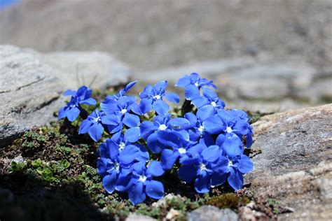 Images Gratuites La Nature Roche Fleur Pétale Floraison