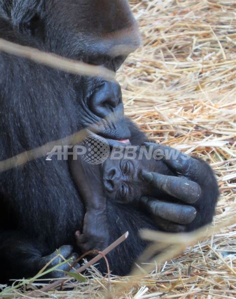 9月 1, 2018 | 投稿者: 赤ちゃんを慈しむゴリラの「モモコ」、上野動物園 写真5枚 ...