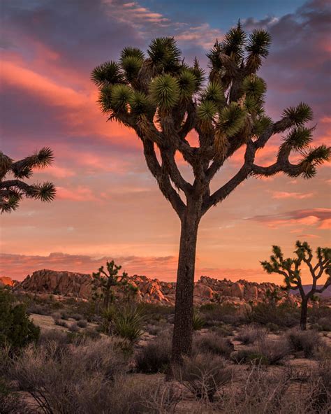 Download Joshua Trees At Sunset In Joshua Tree National Park