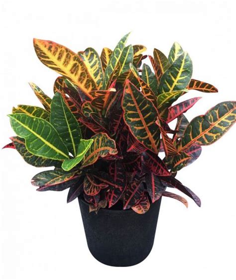 The leaves of the croton plant are the calling card. Buy Codiaeum variegatum 'Petra', Croton | Free Shipping ...