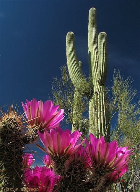 These plant names now fall off my tongue with ease, but not (its blossoms are the arizona state flower.) like a child learning to talk, i pointed at the blossoms and repeated their names, a lesson in the language of southwest flowers. Pin by Vision Quest Traders on Garden | Cactus flower ...