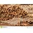Log Yard Stock Photo Image Of Logs Timber Mill Deck  21423226