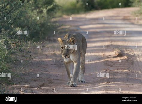 Lioness On The Prowl Stock Photo Alamy