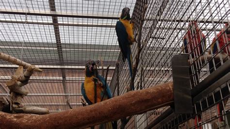 Papouščí Zoo Bošovice Ara Kaninda Ara Glaucogularis Youtube