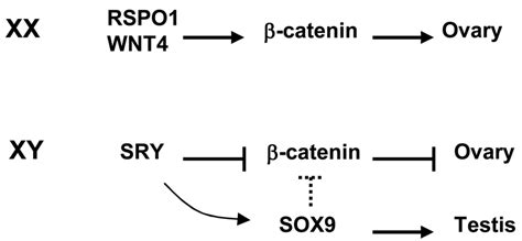Sry Inhibition Of Wntβ Catenin Pathway During Sex Determination Model Download Scientific