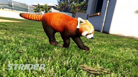 Red Panda Mod Gta5