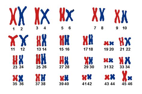 Number and types of chromosomes Шаг 3 Stepik