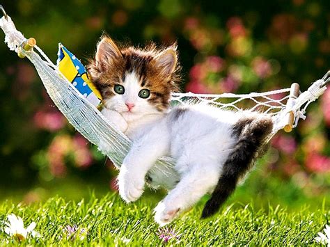 Funny Kitten Wallpapers 64 Pictures