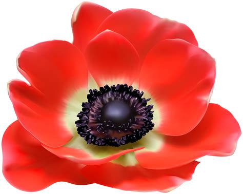 Free Clipart Poppy Free Poppy Transparent Free For Download On