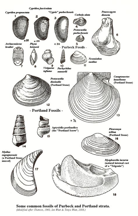 Isle Of Portland Dorset Ougs Geological Field Guide