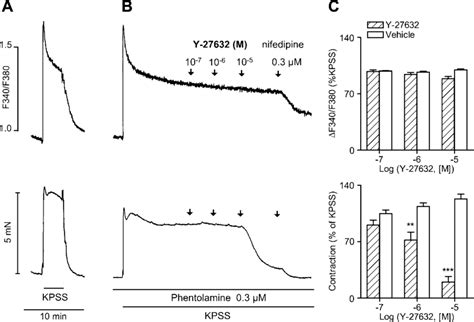 The Rho Kinase Inhibitor Y Reduces Tension But Not Ca I In