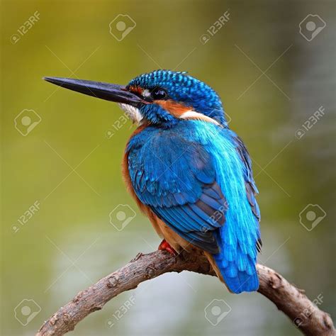 Beautiful Blue Kingfisher Bird Male Common Kingfisher Alcedo Atthis
