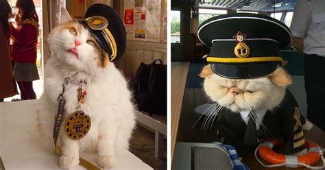 8 Cats With Real Life Jobs Working Hard For Labor Day Meowingtons