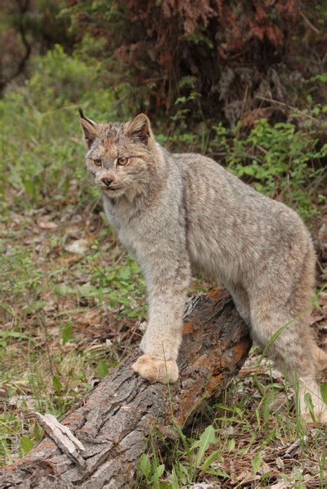 Seeing them as a food source. Canada lynx (Lynx canadensis) or Canadian lynx is a North ...