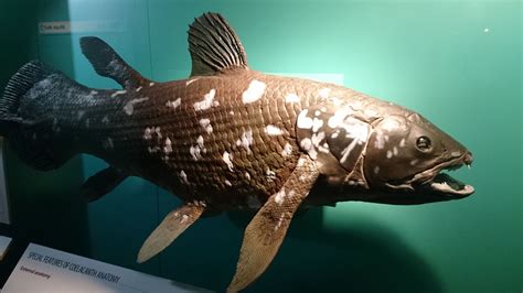 Long Though To Be Extinct A Living Coelacanth Was Dredged Up From The