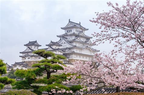 Japan Château De Himeji Japan Cherry Blossom Season Akira Ginkakuji