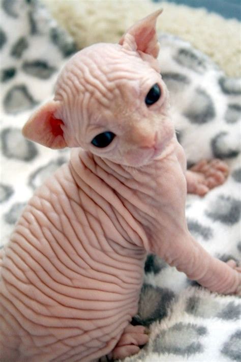 Hairless Kitten Hairless Cat In Sweaters Cute Hairless Cat Cute
