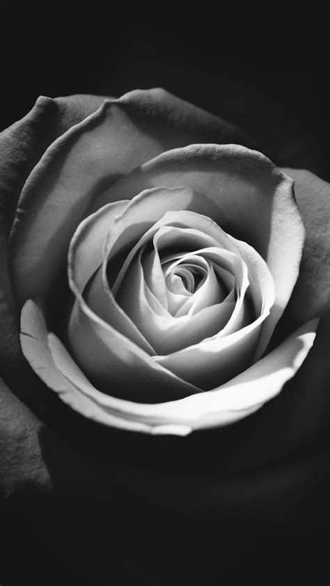 Dark Rose Black And White Monochrome Bnw Flower Hd Phone Wallpaper