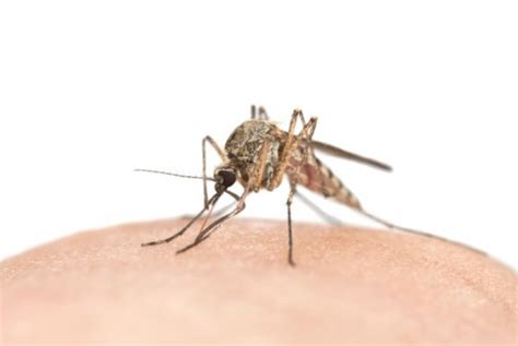 Chicago Ranked No 2 Worst City For Mosquitoes Health Enews