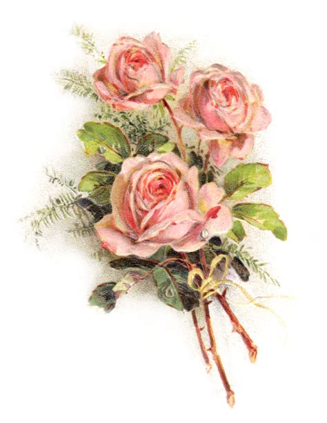 12 Free Vintage Rose Images Vintage Roses Flower Illustration