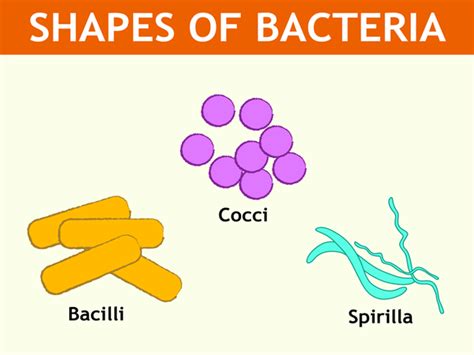 What Are The Various Shapes Of Bacteria Quora