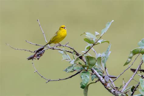 Stripe Tailed Yellow Finch Sicalis Citrina Yellow Finch Finch Stripe