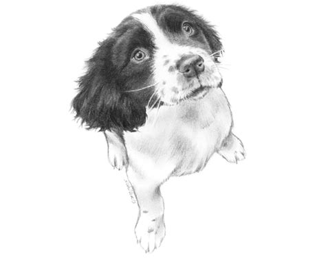 Dog drawing lessons and step by step drawing tutorials. Tips For Drawing Realistic Pet Portraits