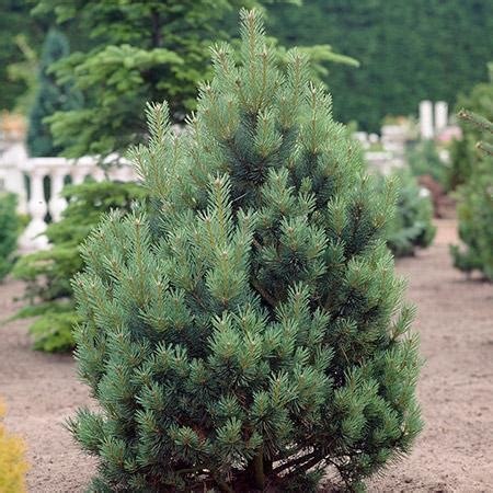 Austrian pine has the same cultural needs as most other pine species. Austrian Pine Trees for Sale - FastGrowingTrees.com