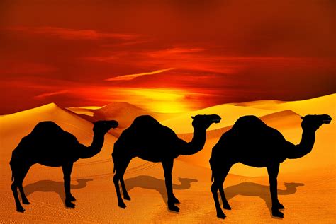 Camel In The Desert Free Stock Photo Public Domain Pictures