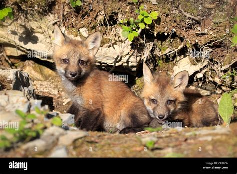 Red Foxes Vulpes Vulpes Pups Ten Weeks At The Den Montana Usa