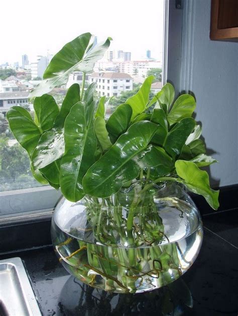 Water—either too much or not enough—is the hardest thing to get right and the most common reason cacti fail to thrive (or survive), but sweeping generalizations about how if you've recently purchased a cactus, don't be intimidated—if i can keep my cactus growing, i promise that you can, too. 20+ Creative Plants You Can Grow In Water (With images ...