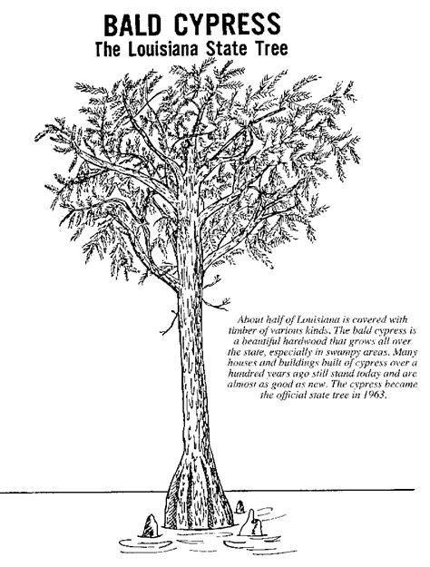 Tree identification is not always easy, but it is important; Louisiana State Tree Coloring Page - Coloring Home