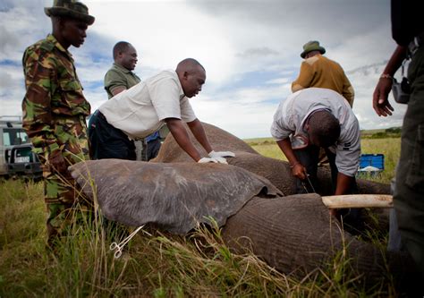 Preventing Human Wildlife Conflict Wwf