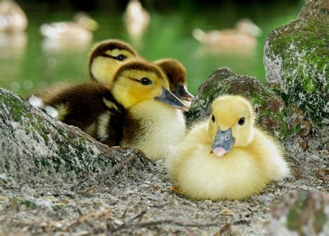 Fuzzy Ducklings
