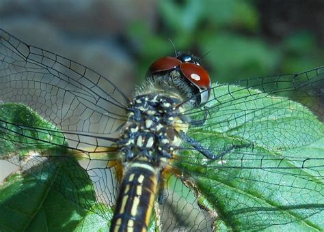 Dragonfly Clyde7995 Flickr