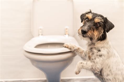 Acute Diarrhea In Dogs Doylestown Veterinary Hospital