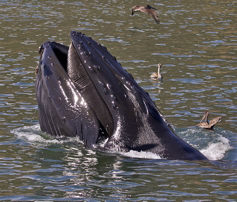 Largest baleen whale mass mortality during strong el niño event is likely related to harmful toxic algal bloom. Baleen Humpback Whale | Flickr - Photo Sharing!