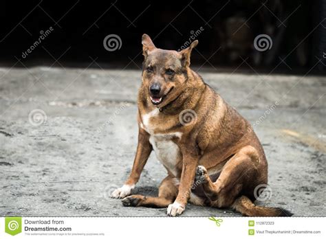 Find the perfect fat dog stock photo. Fat dog sitting. stock image. Image of concrete, canine ...