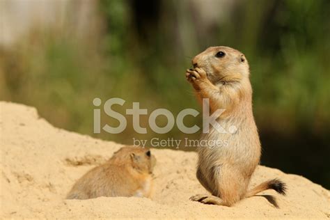 Baby Prairie Dog Standing Upright And Eating Stock Photo Royalty Free