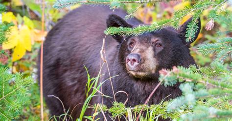 Being Bear Smart Revelstoke Identifies Problem And Moves To Solve It