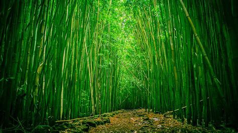 Sand Path Bamboo Trees Algae Covered Stones Forest Background Hd Bamboo