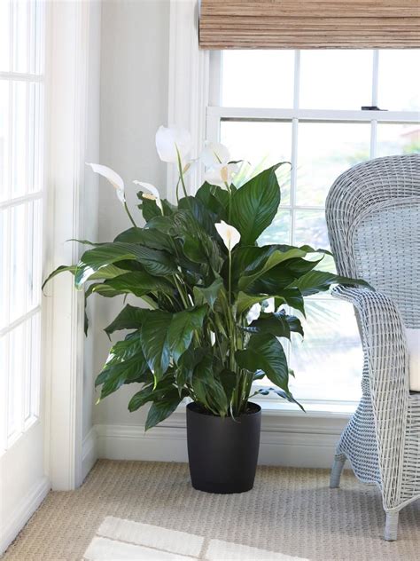 How To Grow And Care For Peace Lily Plants Growing Plants Indoors